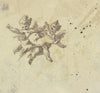 Two hovering putti