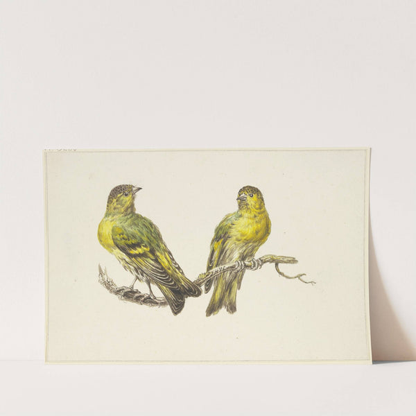 Two linnets by J. H. Van Loon