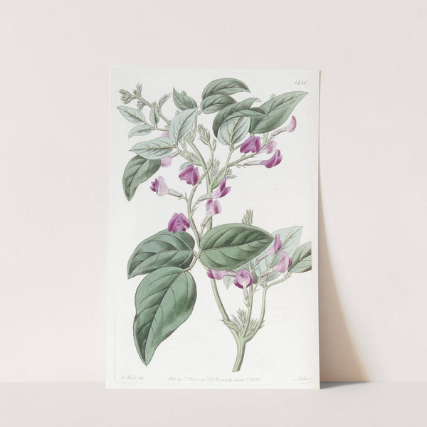 Two-lobed Glycine by Sydenham Edwards