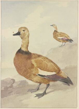 Two red ducks