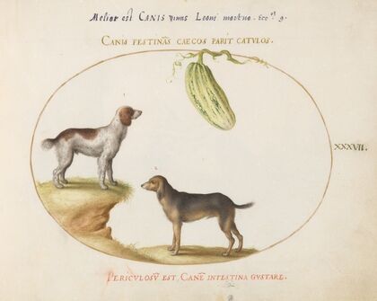 Two Spaniels with a Gourd (1575-1590)