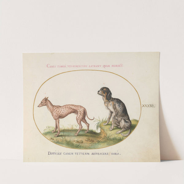 Two Spotted Hounds (1575-1590) by Joris Hoefnagel