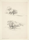Two Studies of Trees (19th century)