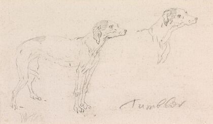 Two Studies of Tumbler, a Dog
