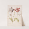 Two Tulips with Insects (1624 - 1681) by Jacob Marrel