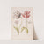 Two Tulips with Insects (1624 - 1681) by Jacob Marrel