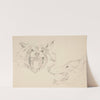 Two Views of a Wolf’s Head by John Singer Sargent