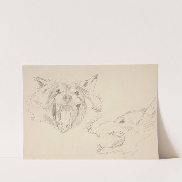 Two Views of a Wolf’s Head by John Singer Sargent