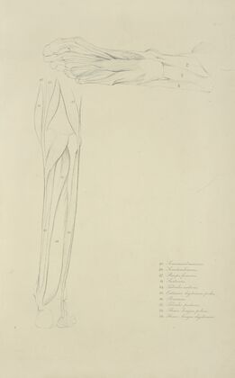 Two views of musculature of lower leg