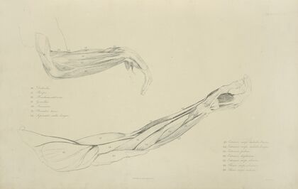 Two views of musculature of the arm