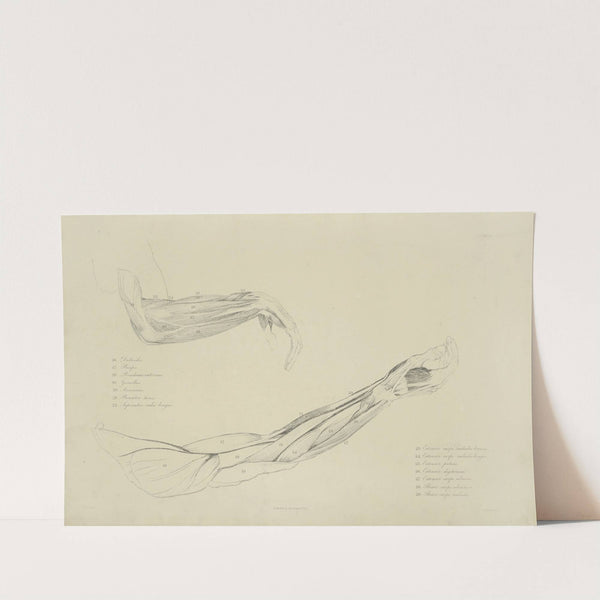 Two views of musculature of the arm by M.A. Nattali