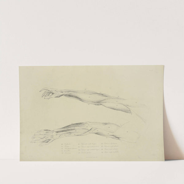 Two views of musculature of the arm. by M.A. Nattali