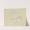 Two Walruses with Detail of Flippers by James Sowerby