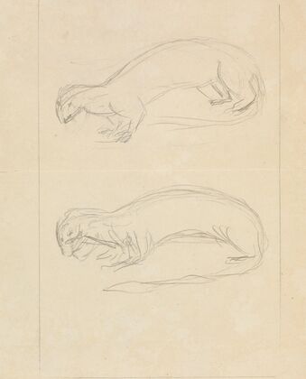 Two Weasels.
