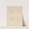 Two Weasels. by James Sowerby