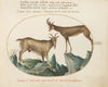 Two Wild Goats (1575-1590)