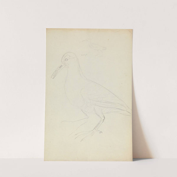 Two Woodcocks by James Sowerby