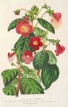 Tydaea