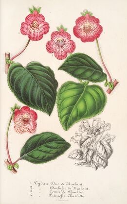 Tydaea (Varietes hybrides de)