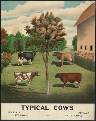 Typical cows (1904)