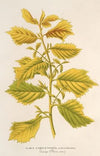 Ulmus campestris, var. aurea