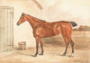 Ultima, One of Lord Maynard’s Mares