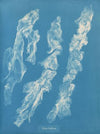 Ulva bullosa