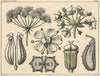 Umbels (1879)