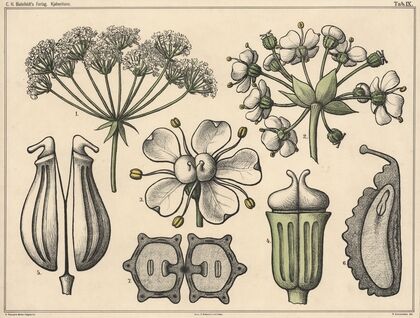 Umbels (1879)