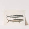 Umbla minor &#038;c., Barracuda; Vulpis Bahamensis. (1754) by Mark Catesby