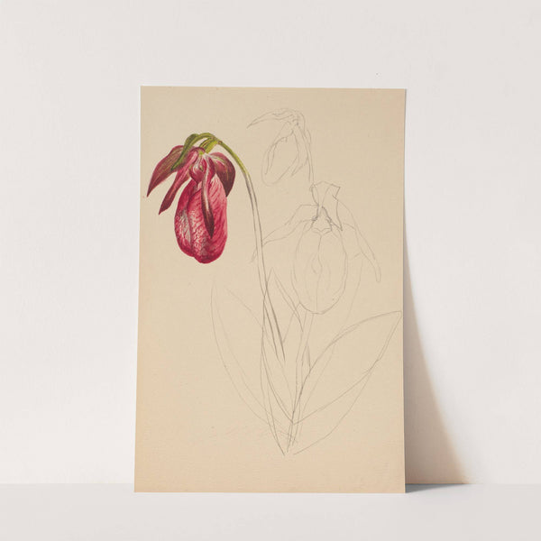 Unfinished Sketch by Mary Vaux Walcott