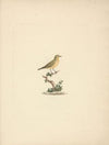 Unidentified Bird