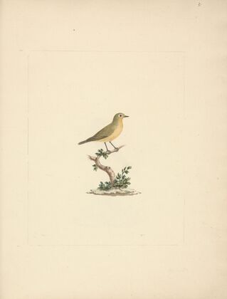 Unidentified Bird