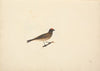 Unidentified Bird