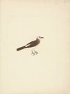 Unidentified Bird