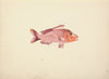 Unidentified Fish