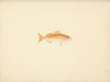 Unidentified Fish