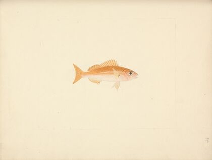 Unidentified Fish