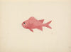 Unidentified Fish