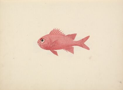 Unidentified Fish