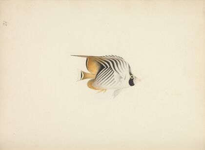 Unidentified Fish