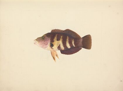 Unidentified Fish