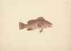Unidentified Fish