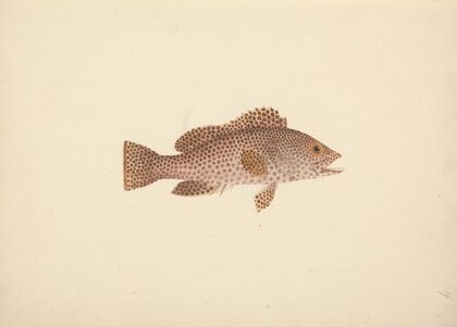 Unidentified Fish