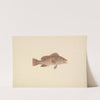 Unidentified Fish by Luigi Balugani
