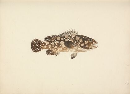 Unidentified Fish
