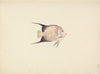Unidentified Fish