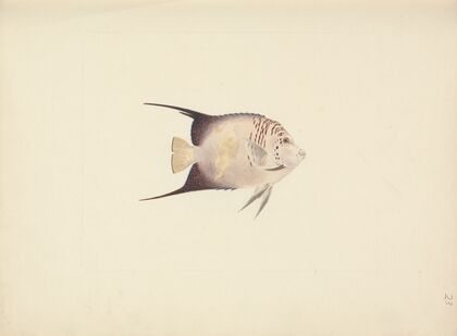 Unidentified Fish