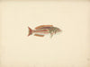 Unidentified Fish