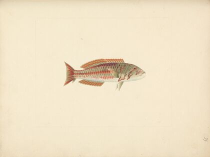 Unidentified Fish